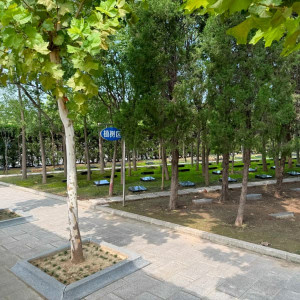 天津市北辰区憩园公墓生态葬树葬墓型4号